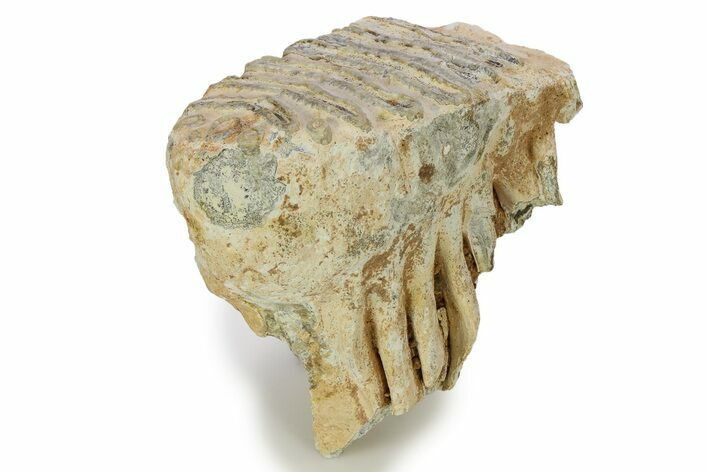 Fossil Columbian Mammoth Molar - Somervell County, Texas #284209